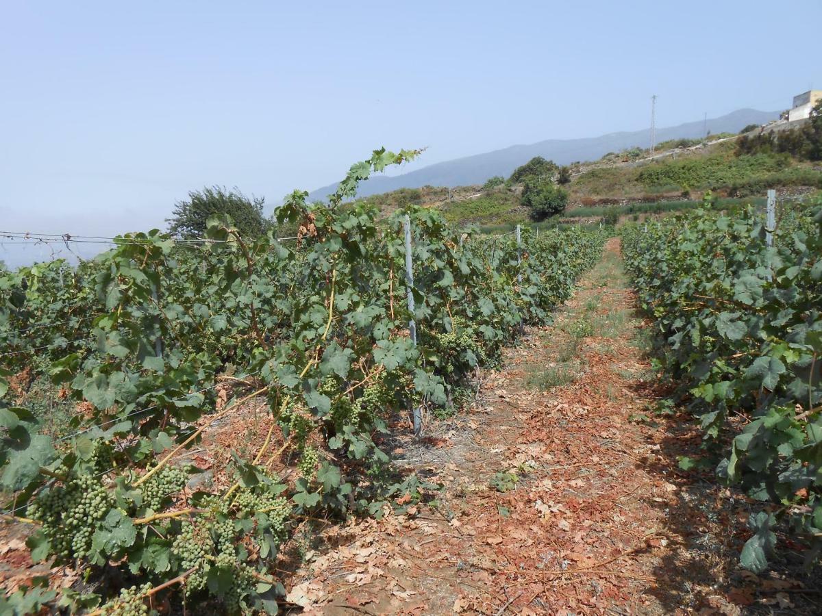 Casitas Las Uvas Y Las Vinas 로스 레알레호스 외부 사진