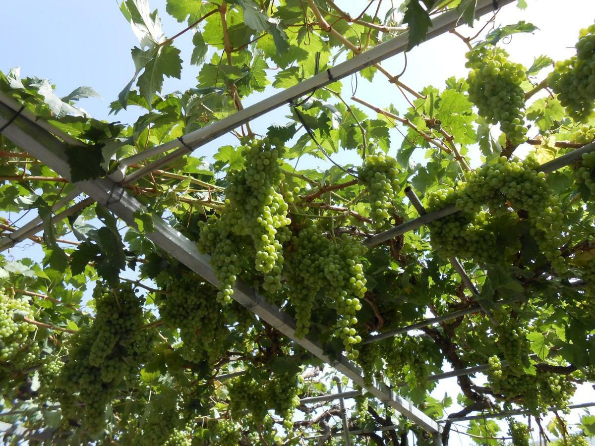 Casitas Las Uvas Y Las Vinas 로스 레알레호스 외부 사진
